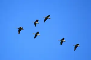 Frans 02 Ganzen op weg